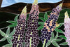 Lupine Field Mosaic Glass Wall Hanging by EFM Studio Fresh Maine Art Midcoast Maine Artisan Store The Good Supply Pemaquid Made in USA