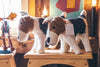 Mulxiply Hand Felted Stuffed Animals Puppy and Mom Dog Made in Nepal Fair Trade Supporting Womens Cooperatives