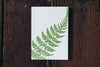 Letterpress Note Cards by Saturn Press are made in Maine, USA, on recycled paper. Curve Fern