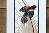 The Good Supply Pemaquid Midcoast Artisan Store Letterpress Card Saturn Press Made in Maine USA Red Wing Blackbird